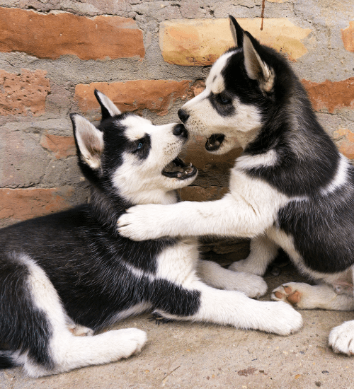 Husky Siberiano Medellin