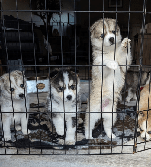 Perro Pomsky Medellin