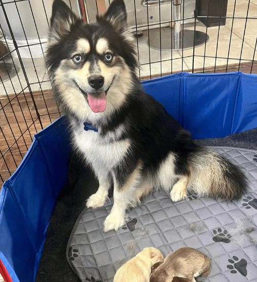 Perro Pomsky Medellin