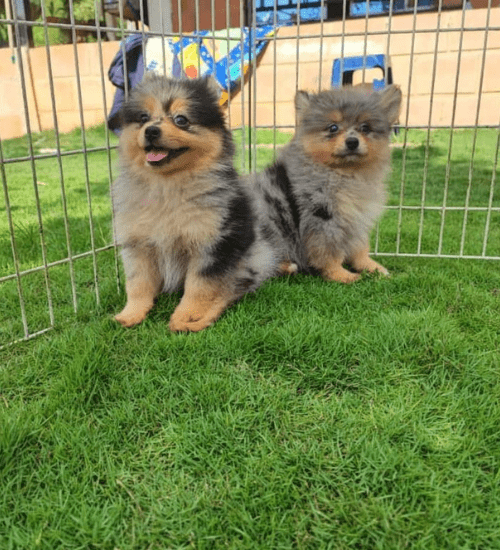 Perro Pomsky Medellin