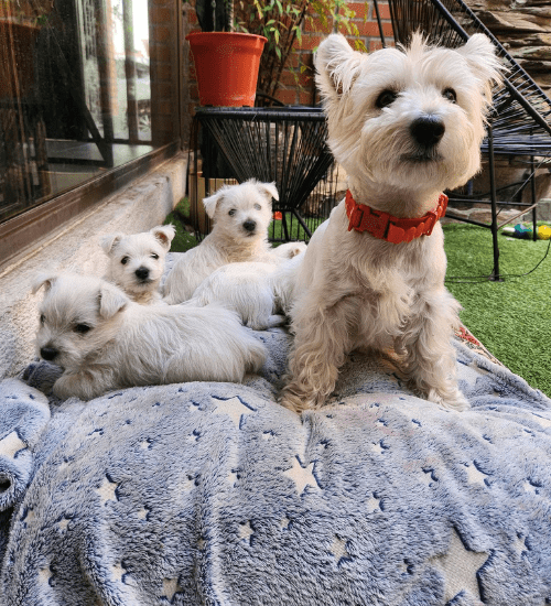 West Highland Terrier Medellin