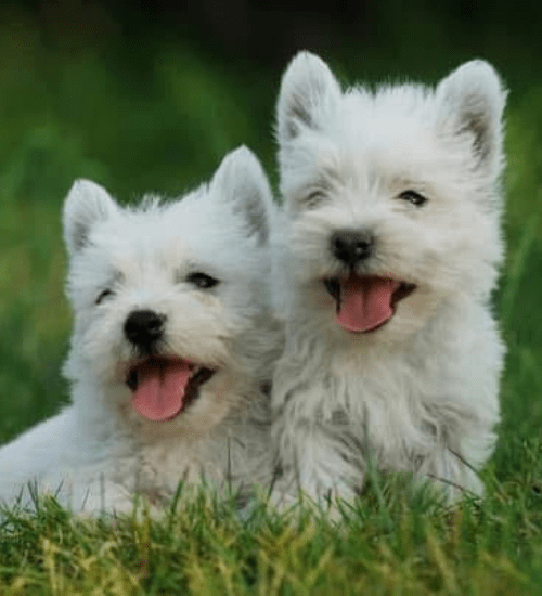 West Highland Terrier Medellin