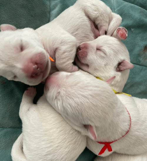 West Highland Terrier Medellin