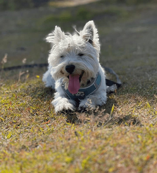 West Highland Terrier Medellin