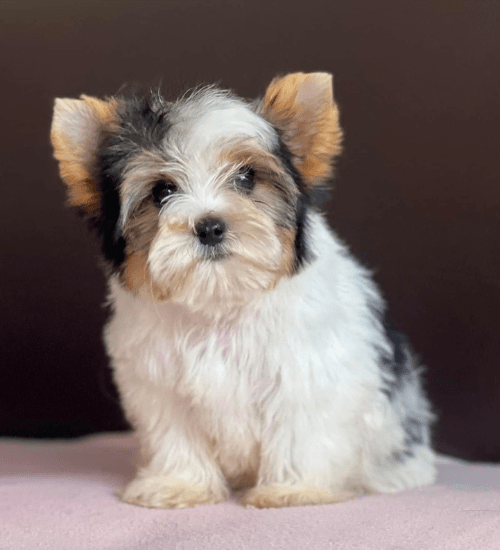 Yorkshire Biewer Terrier Medellin