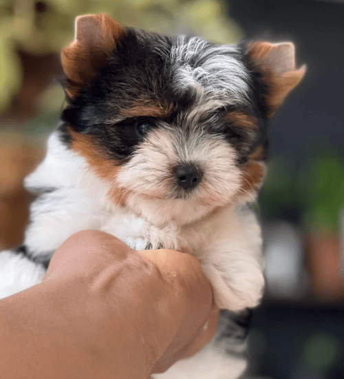 Yorkshire Biewer Terrier Medellin