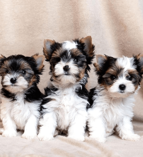 Yorkshire Biewer Terrier Medellin
